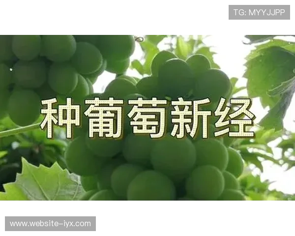 掌握炸金花开牌的关键技巧让你在激烈对战中稳操胜券